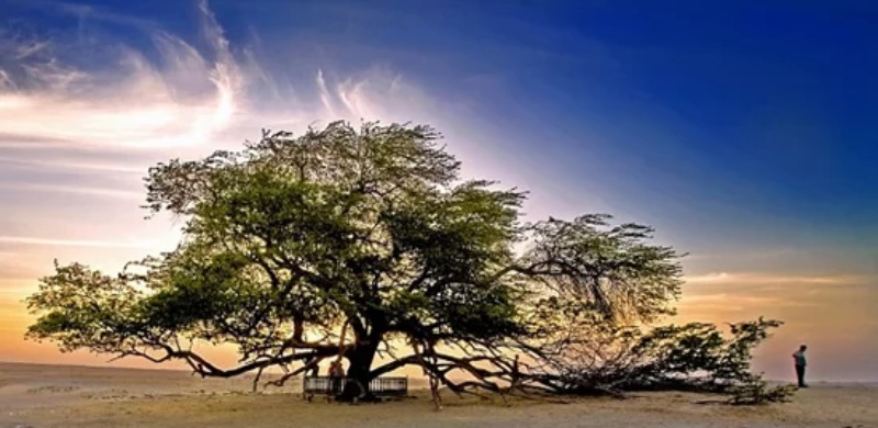 عکس درخت زندگی